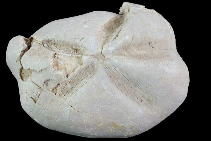 Fossil Echinoid (Sea Urchin) - Taouz, Morocco #87169